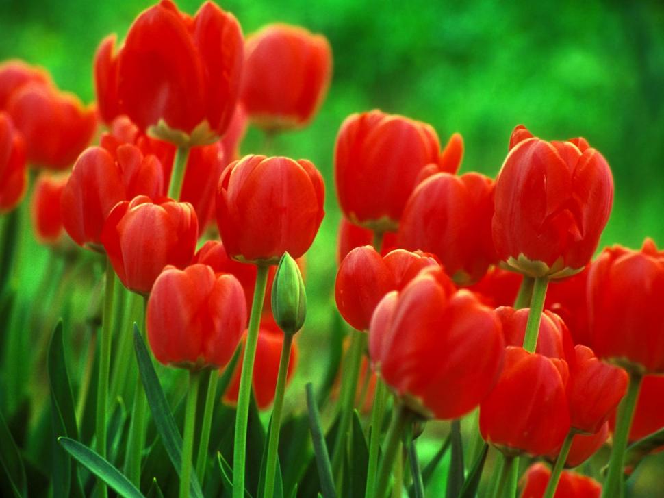 Red Tulip  Widescreen wallpaper,colorful wallpaper,flowers wallpaper,netherland wallpaper,park wallpaper,tulip wallpaper,1600x1200 wallpaper