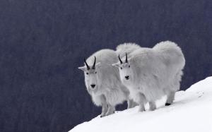 Snow Mountain Goats wallpaper thumb