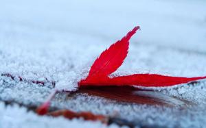 Snow Fall On Red Leaf wallpaper thumb
