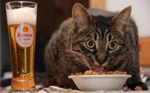 Cat Eating Image Download wallpaper thumb