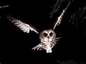Saw Whet Owl wallpaper thumb