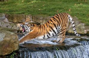 Wild cat tiger wallpaper thumb