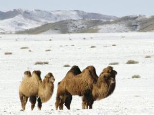 Camels wallpaper thumb