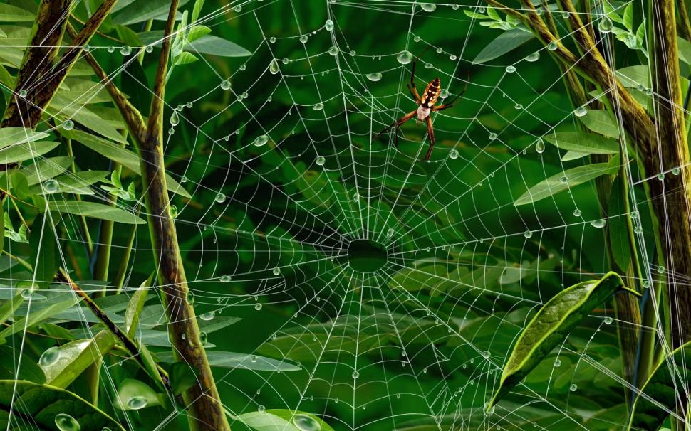 Spider walking wallpaper,insects HD wallpaper,background HD wallpaper,1920x1200 wallpaper