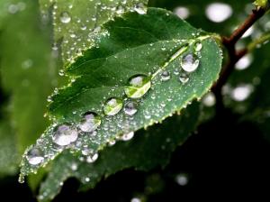 Green leafy raindrops macro wallpaper thumb