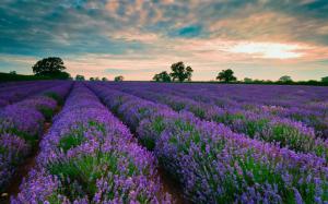 Purple fields of lavender wallpaper thumb