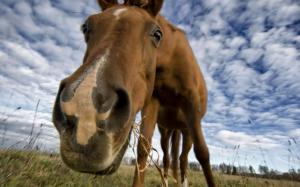 Horse, Nose, Animals, Grass, Ground, Clouds, Photography wallpaper thumb
