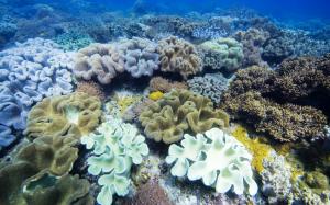 Coral Undersea  Widescreen wallpaper thumb