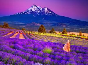 Lavender Field In The Foot Of The Mountain wallpaper thumb