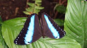 Black butterfly with blue stripes wallpaper thumb