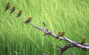 Birds in summer, green background wallpaper thumb