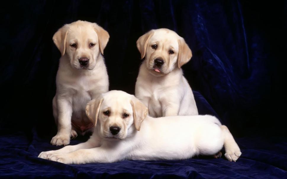 Three Labradors wallpaper,puppy HD wallpaper,dogs HD wallpaper,1920x1200 wallpaper