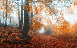 Mist, Sunrise, Fall, Path, Trees, Nature, Landscape, Forest, Morning, Leaves wallpaper thumb