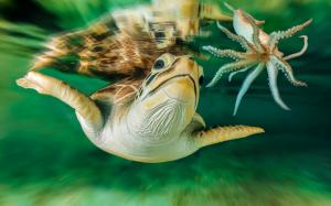 Sea, turtle, Australia, underwater world wallpaper thumb