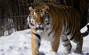 Amur tiger, snow, winter wallpaper thumb
