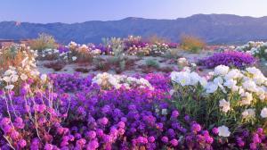 Beautiful Desert Flowers wallpaper thumb