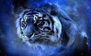 tiger beauty awesome blue cool gorgeous lovely nice HD wallpaper thumb