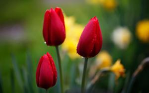 Red tulips, flower bud, water drops wallpaper thumb
