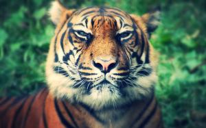 Big cat, tiger, predator, mustache, face close-up wallpaper thumb