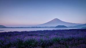 Japan, Fuji mountain, lavender flowers, nature, morning wallpaper thumb