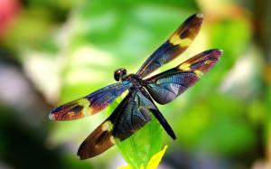 Insect, dragonfly, wings wallpaper thumb