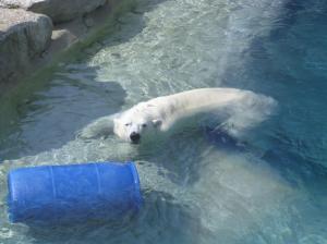 Polar Bear Relaxing In The Ice Cold Water wallpaper thumb