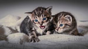 Kittens, babies, twins wallpaper thumb