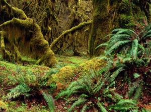 Jungle Forest Green Overgrowth HD wallpaper thumb