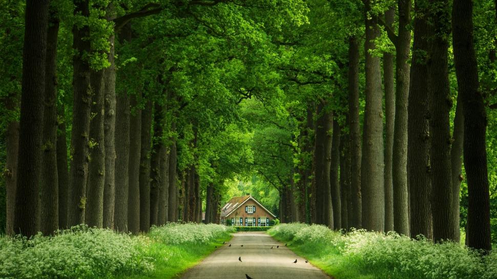 Green woods, alley, trees, houses, roads, birds, flowers wallpaper,green woods HD wallpaper,alley HD wallpaper,trees HD wallpaper,houses HD wallpaper,roads HD wallpaper,birds HD wallpaper,flowers HD wallpaper,1920x1080 wallpaper