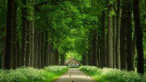 Green woods, alley, trees, houses, roads, birds, flowers wallpaper thumb