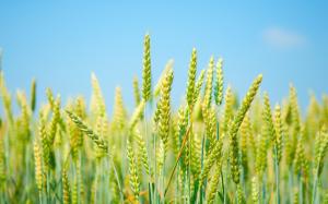 Field of wheat, fresh green, blue sky wallpaper thumb