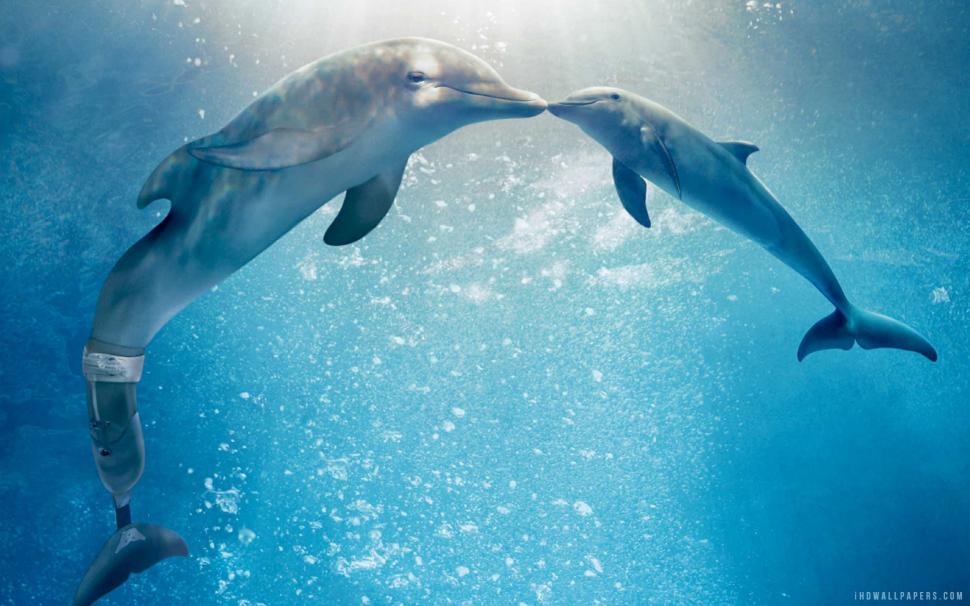 Dolphin Tale 2 2014 Movie wallpaper,movie HD wallpaper,2014 HD wallpaper,tale HD wallpaper,dolphin HD wallpaper,2560x1600 wallpaper