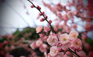 Apricot Blossom Buds wallpaper thumb