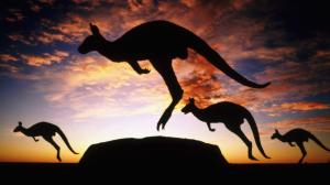 Australia kangaroo twilight wallpaper thumb