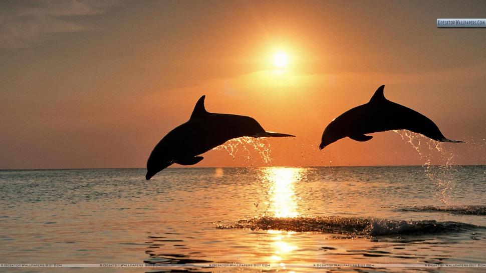 Bottlenose Dolphins Jumping At Sunset, Honduras wallpaper,honduras HD wallpaper,dolphins HD wallpaper,sunset HD wallpaper,ocean HD wallpaper,animals HD wallpaper,1920x1080 wallpaper