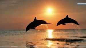 Bottlenose Dolphins Jumping At Sunset, Honduras wallpaper thumb