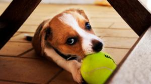 Puppy, tennis, play ground, dog wallpaper thumb
