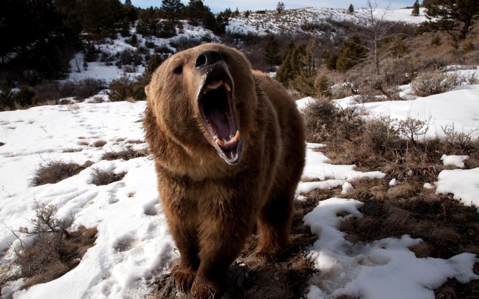 Angry Grizzly Bear wallpaper,bear HD wallpaper,grizzly HD wallpaper,2560x1600 wallpaper