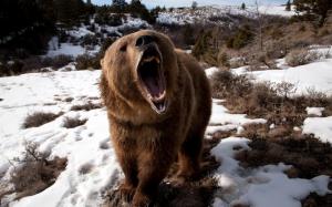 Angry Grizzly Bear wallpaper thumb