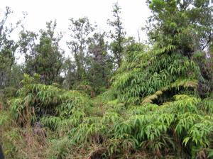 rainforest ferns Big Island fern hawaii jungle Mountain View HD wallpaper thumb