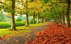 Park, trees, red leaves, road, bench wallpaper thumb