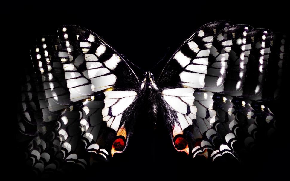 Black & White Butterfly wallpaper,abstract HD wallpaper,beautiful HD wallpaper,digital HD wallpaper,3d & abstract HD wallpaper,1920x1200 wallpaper