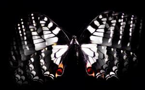 Black & White Butterfly wallpaper thumb