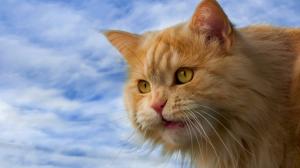 Furry cat, orange, yellow eyes, face close-up wallpaper thumb