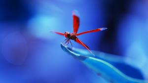 Red dragonfly, blue background wallpaper thumb