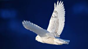 The White Snowy Owl wallpaper thumb
