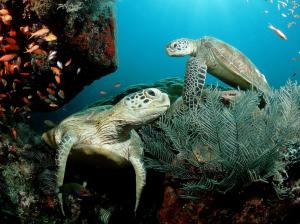 Sea Turtle, Animals, Sea, Fish, Rocks, Photography wallpaper thumb