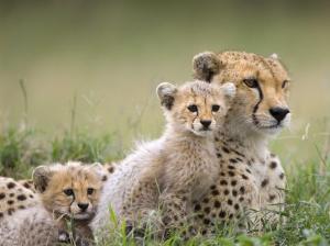 Cheetah Cub HD wallpaper thumb