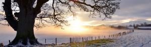 Evening light, snowy field, tree, fence, Perthshire, UK wallpaper thumb