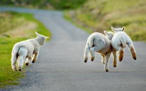 Christchurch, New Zealand, road, lambs running wallpaper thumb